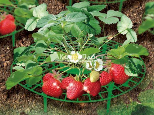 Сад и огород